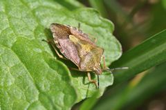 Carpocoris purpureipennis